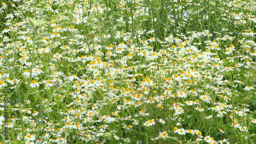 Flowers of white beautiful chamomiles