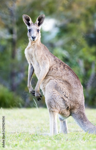 Profile shot of kangaroo looking at camera