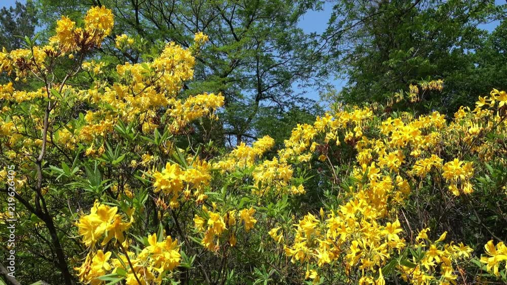 Rhododendron yellow spring in the park against the background of tall green trees and blue sky. Rhododendron Luteum Sweet Rhododendron yellow spring in the park against the background of tall green trees and blue sky. Rhododendron Luteum Sweet