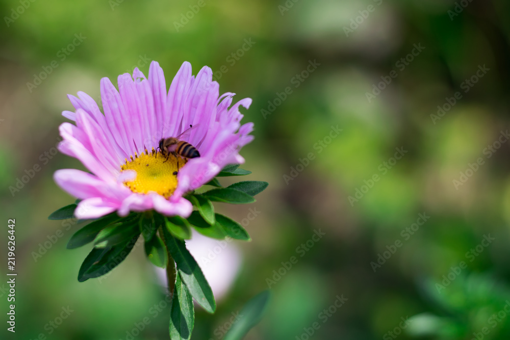 pink flower with a bee inside on a green background pink flower with a bee inside on a green background