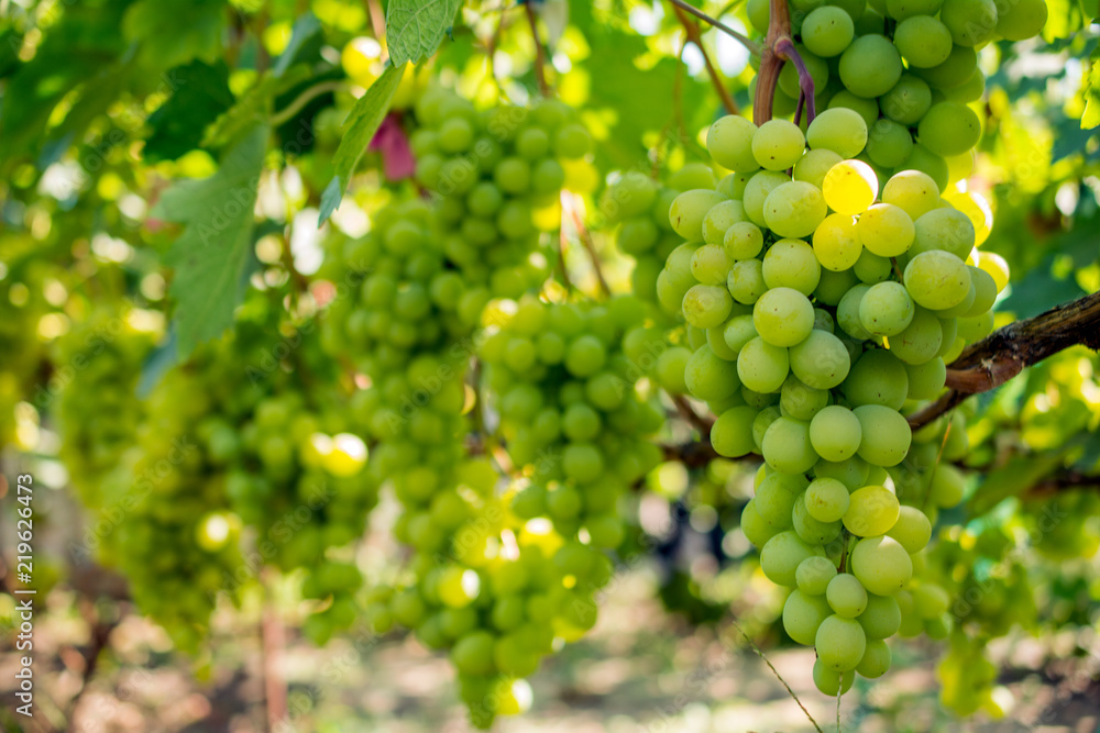 bunch of grapes on the vine, cultivation of vineyard winemaking viticulture