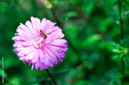 pink flower with a bee inside on a green background