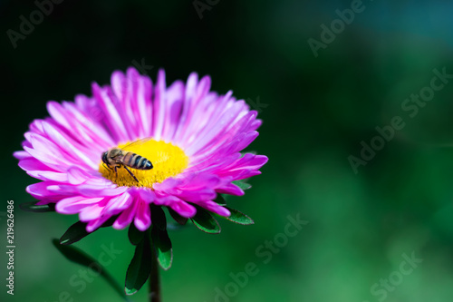 pink flower with a bee inside on a green background