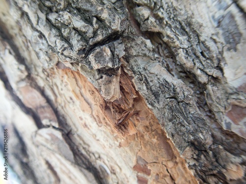 detail of a wood skin texture