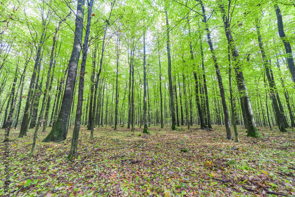 green forest green forest