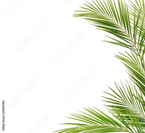 Green palm branches in a frame