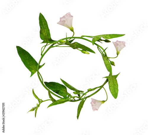 Round frame from bindweed s...