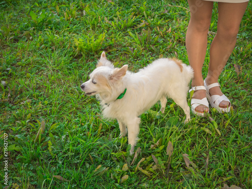 Chinese crested dog on a walk standing next to the female legs