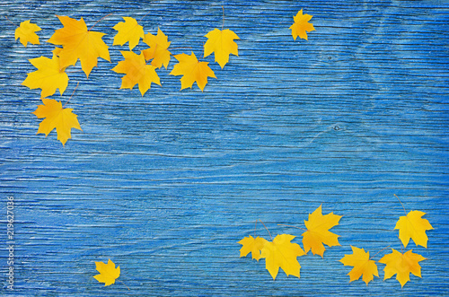 Autumn maple twig with yell...