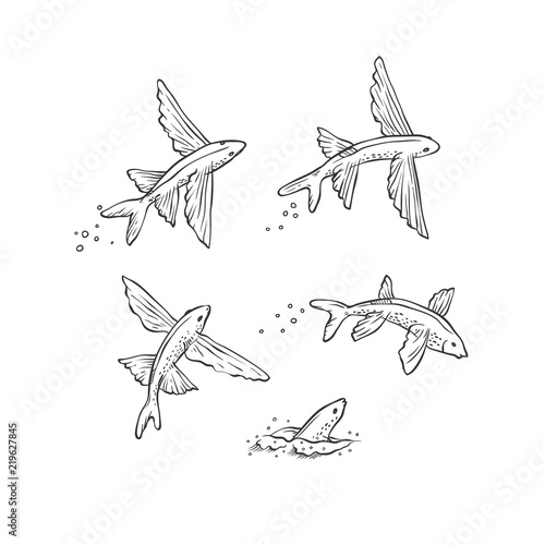 Leinwand Poster Vector set flying fish jumping dive and swim