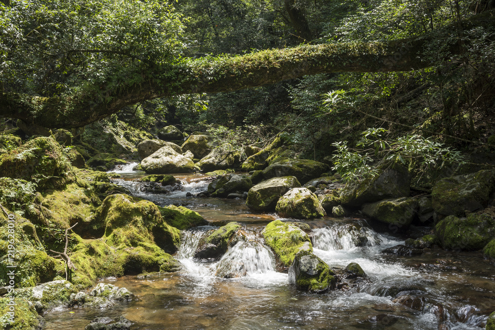 倒木のある森と苔むした岩の脇を流れる奥十曽渓谷の流れ Stock 写真 Adobe Stock 倒木のある森と苔むした岩の脇を流れる奥十曽渓谷の流れ Stock 写真 Adobe Stock
