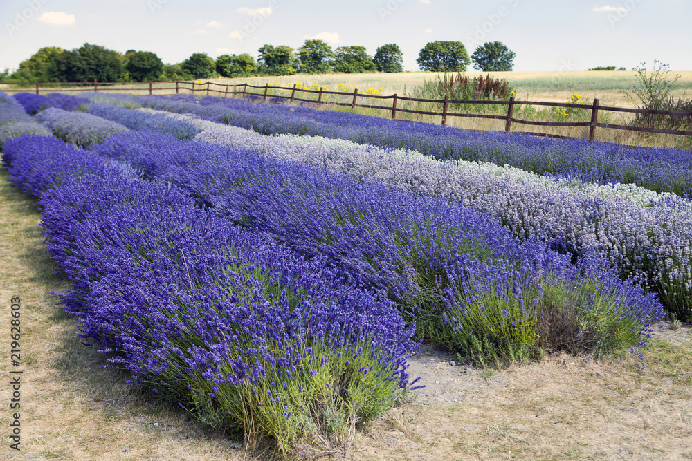 Obraz premium Fields with blooming laveneder