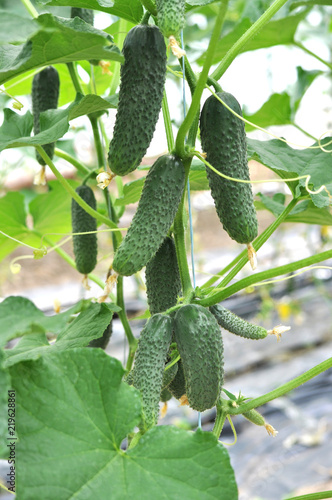 Cucumbers grow in polycarbonate greenhouses