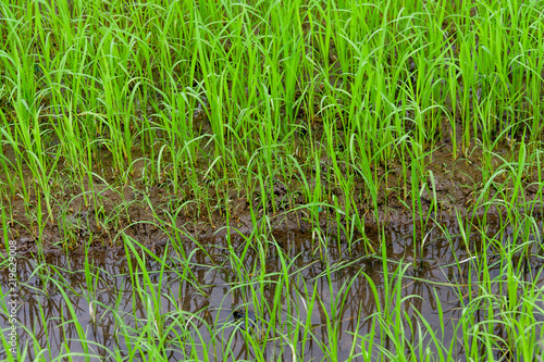 Green rice with water in field for growth up