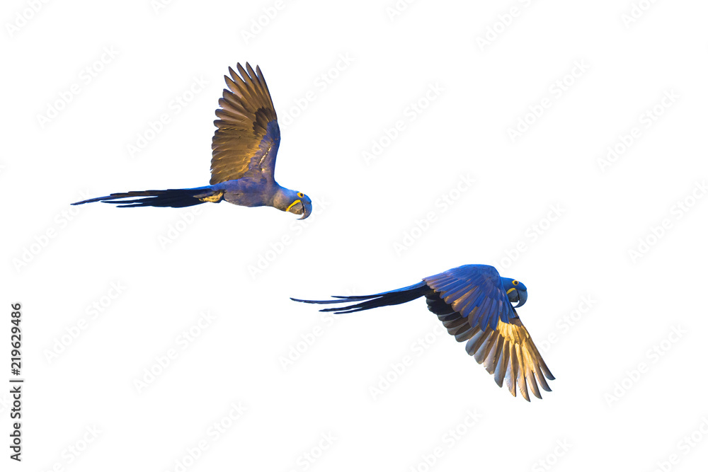 Obraz premium Hiacyntowe ary latające