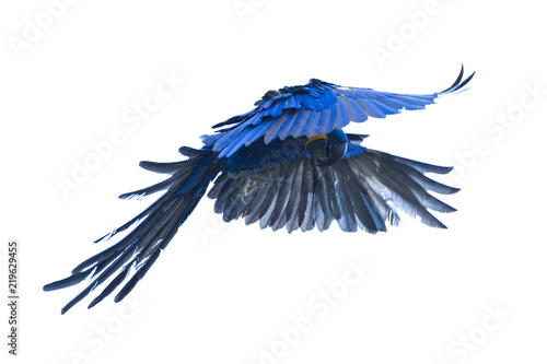 Hyacinth macaw flying photo