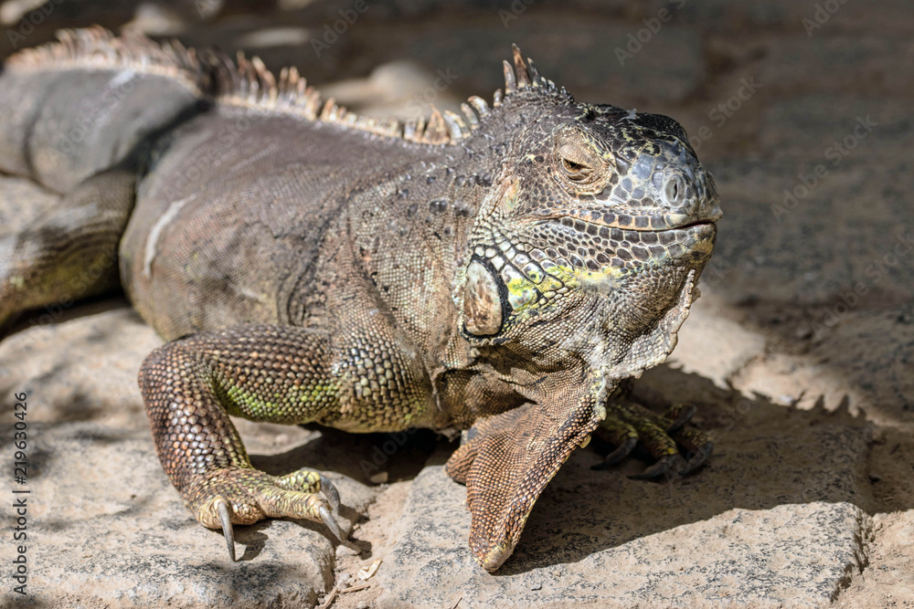 Nahaufnahme eines Leguans