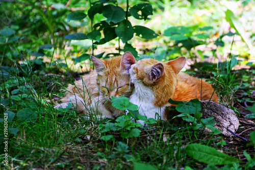 Cat and kitten laying in tall, thick grass. © NataliaL