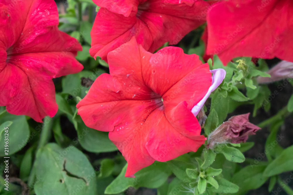 Village. Rural. Garden. Flower bed of red flowers of Petunia. Beautiful flowers. Village. Rural. Garden. Flower bed of red flowers of Petunia. Beautiful flowers.