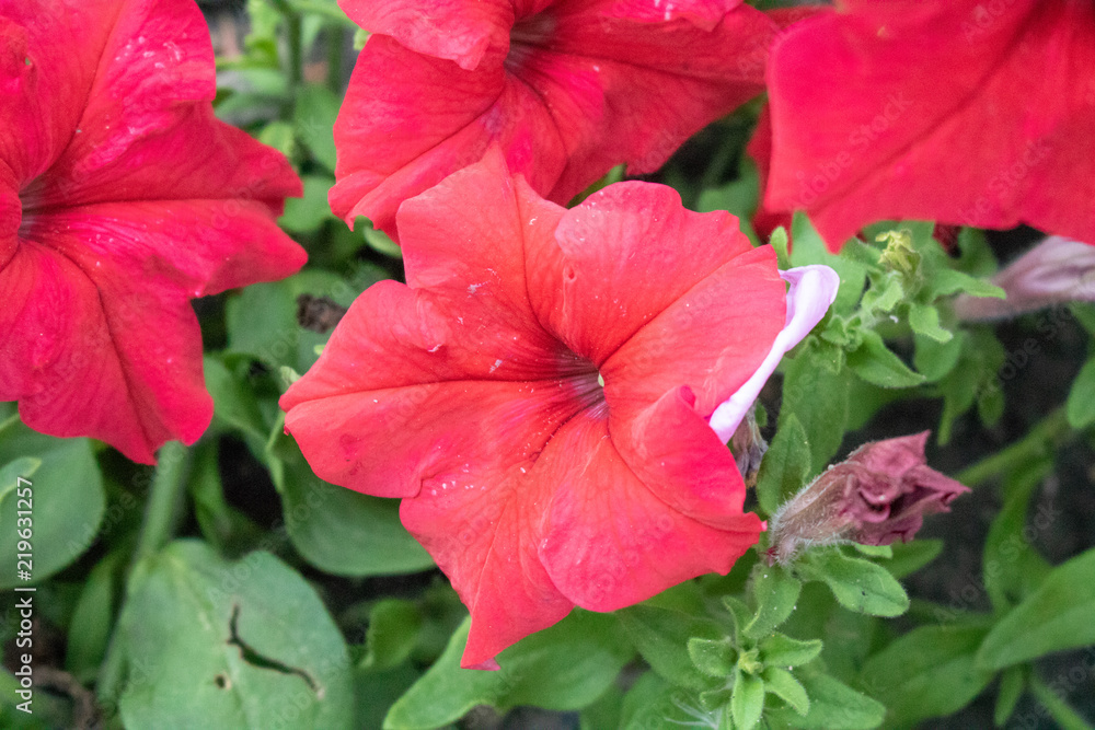 Village. Rural. Garden. Flower bed of red flowers of Petunia. Beautiful flowers. Village. Rural. Garden. Flower bed of red flowers of Petunia. Beautiful flowers.
