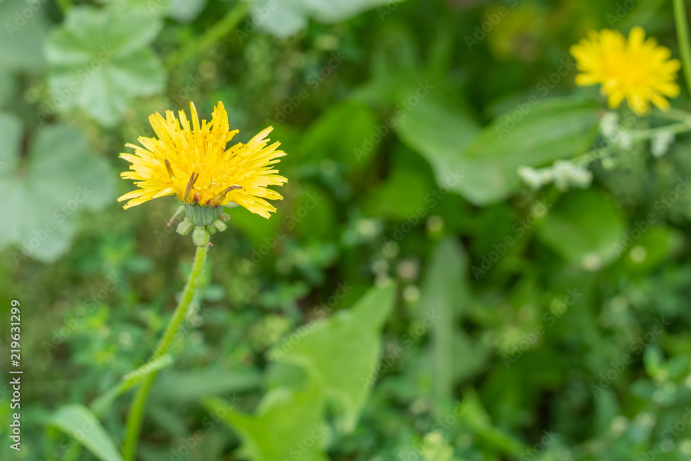 Village. Rural. Garden. Yellow dandelion grew by the club. Village. Rural. Garden. Yellow dandelion grew by the club.