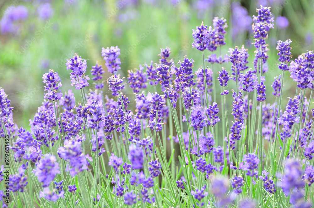 Fototapeta premium lavender