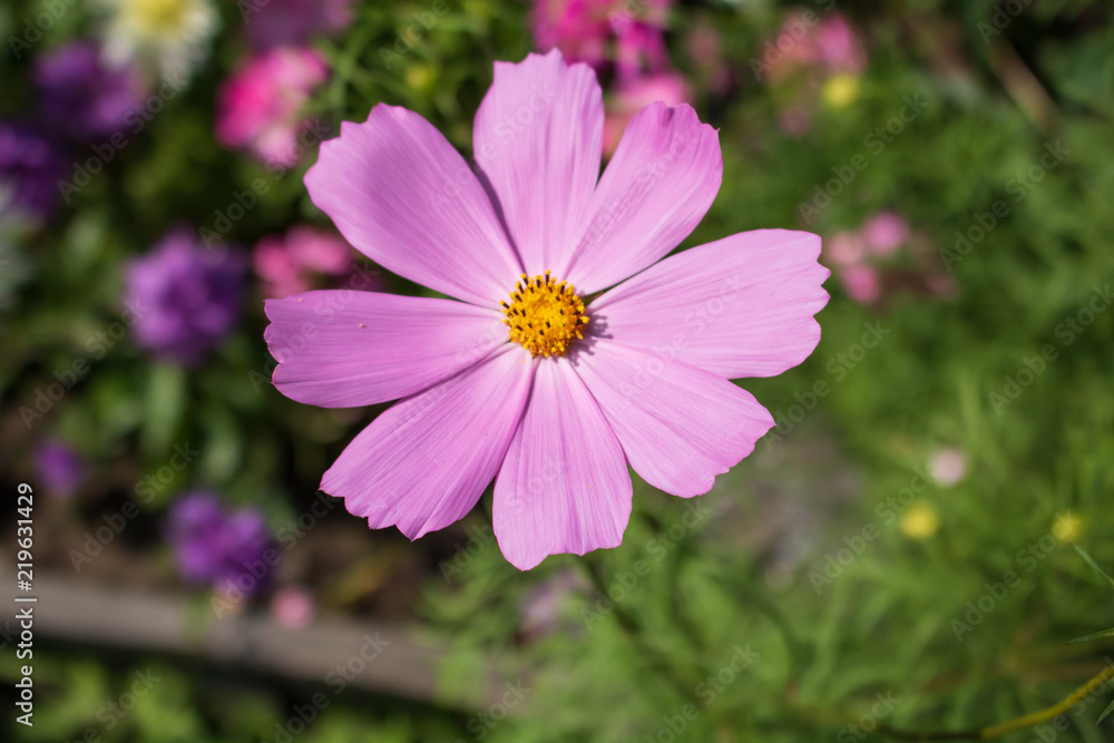 Village. Rural. Garden. Lovely pink field flower on the flower bed in the garden. Village. Rural. Garden. Lovely pink field flower on the flower bed in the garden.