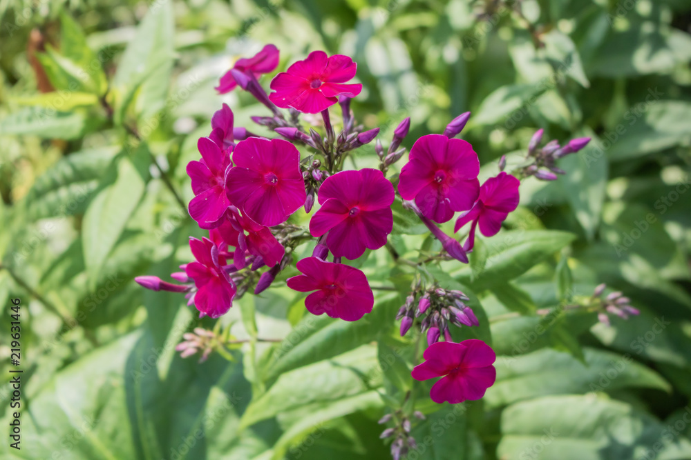 Village. Rural. Garden. Beautiful scarlet flowers. Flowers on the flowerbed.