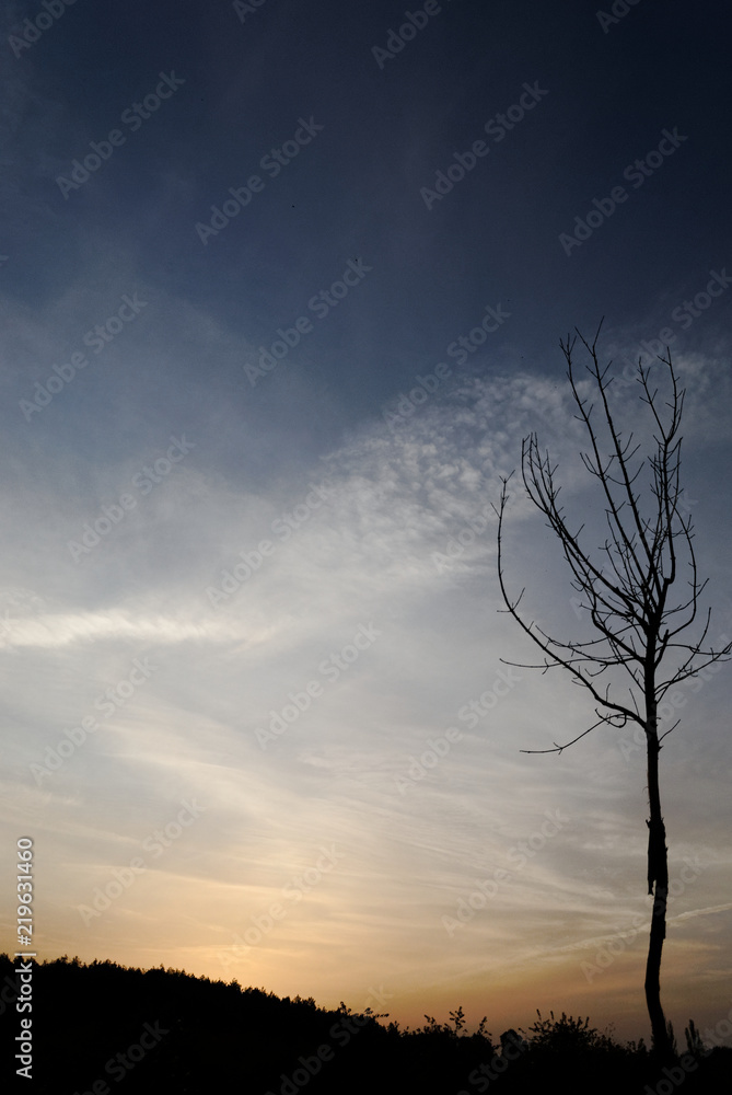 Obraz premium Leafless tree against the sky at dawn