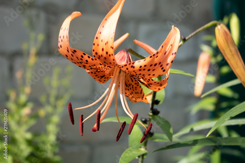 Village. Rural. Garden. The opening flower of the tiger Lily at dawn.