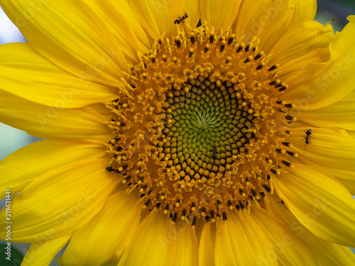 Fototapeta Naklejka Na Ścianę i Meble -  close-up yellow sunflower with insects ants bugs