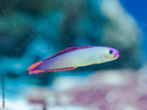 Fototapeta Naklejka Na Ścianę i Meble -  Nemateleotris decora - Elegant firefish
