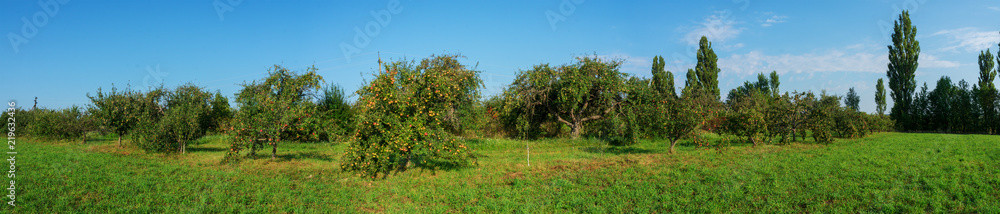 apples ripe on a tree. A panorama of fruit trees. apples ripe on a tree. A panorama of fruit trees.