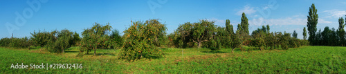 apples ripe on a tree. A panorama of fruit trees.