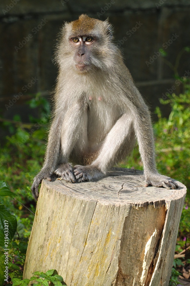 Naklejka premium Macaque on a trunk