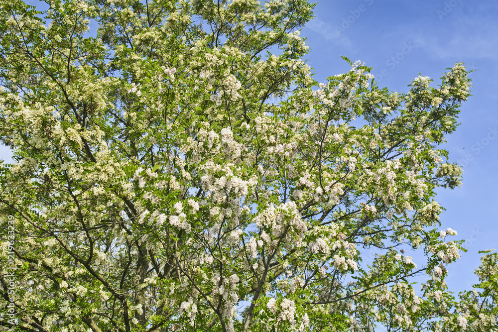 Flowering tree Robinia pseudoacacia Flowering tree Robinia pseudoacacia