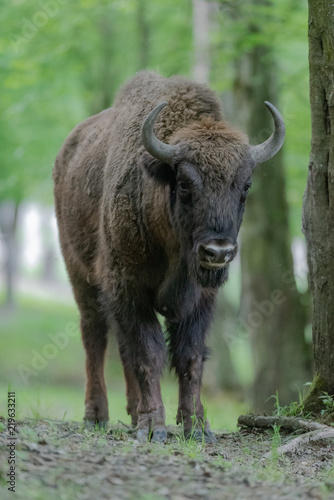 Bison d'Europe