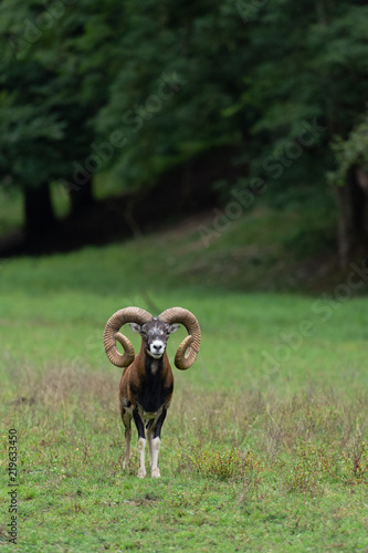 mouflon de Corse mâle