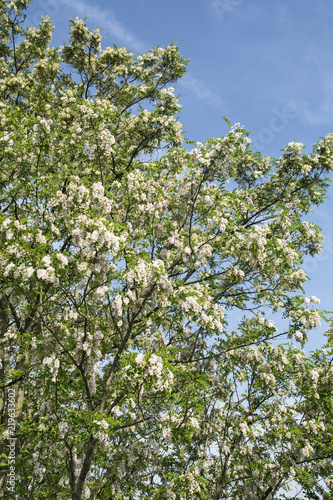 Flowering tree Robinia pseudoacacia