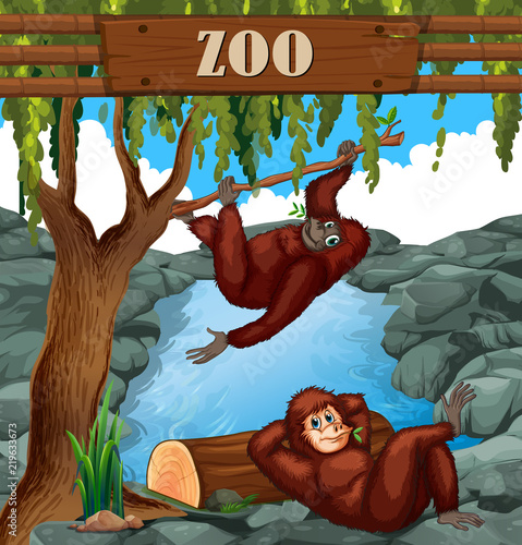 Ape in the zoo
