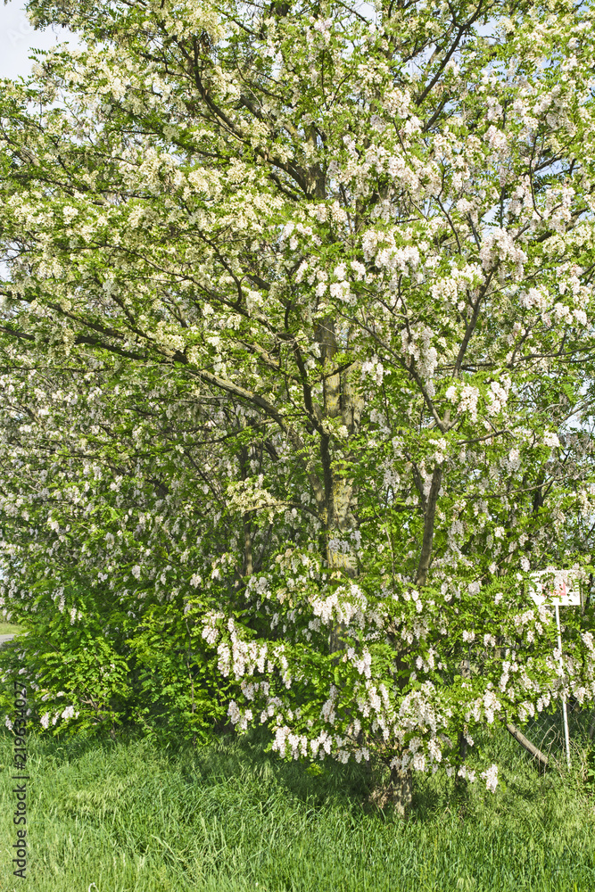 Flowering tree Robinia pseudoacacia Flowering tree Robinia pseudoacacia