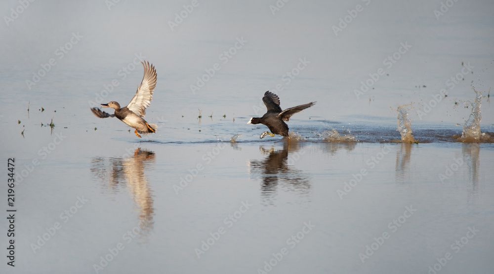 1000px x 556px - angry bald coot chasing a gadwall on the lake in Burgenland Stock Photo |  Adobe Stock