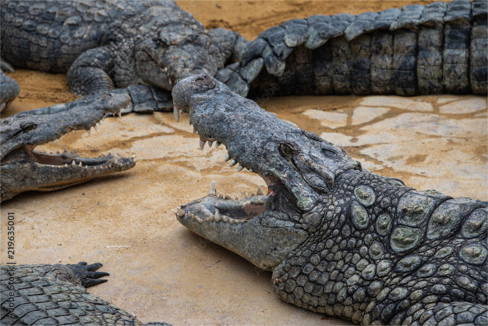 Fototapeta premium Crocodiles dans la ferme aux crocodiles à Pierrelatte dans la Drôme en France 