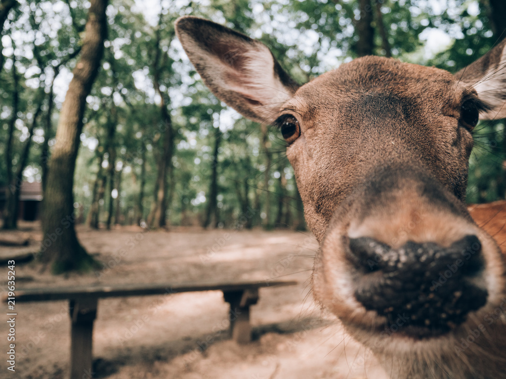 Funny deer pictures deals