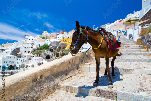 Donkey taxis in Santorini Island, Santorini, Greece