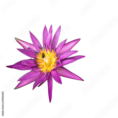 beautiful Purple lotus flowers and the bud on the flowers on white background