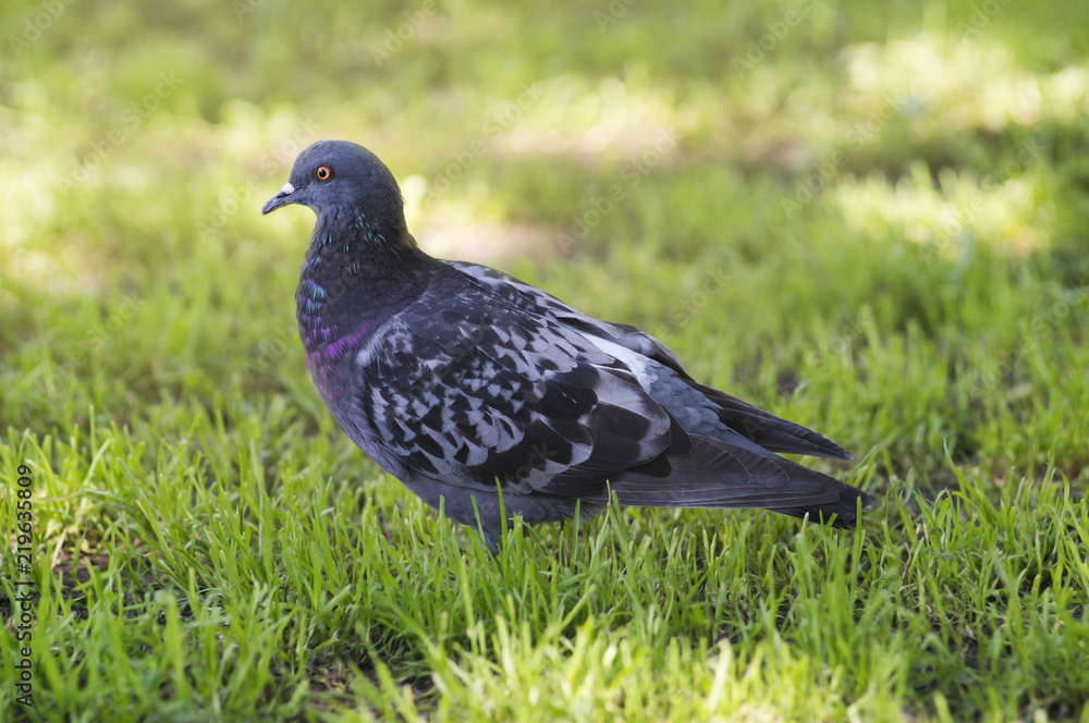 A portrait of a pigeon with beautiful hackle feathers. A portrait of a pigeon with beautiful hackle feathers.