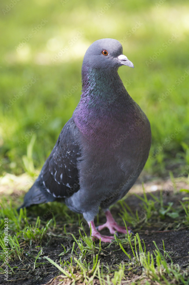A portrait of a pigeon with beautiful hackle feathers. A portrait of a pigeon with beautiful hackle feathers.