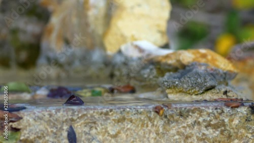 Hummingbirds bathing 