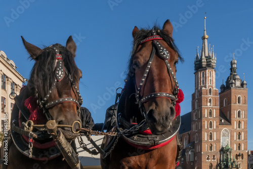 Pair of horses with in the background the facade of the Basilica of Saint Mary in the historic center of Krakow, Poland, on a beautiful sunny day and blue sky
